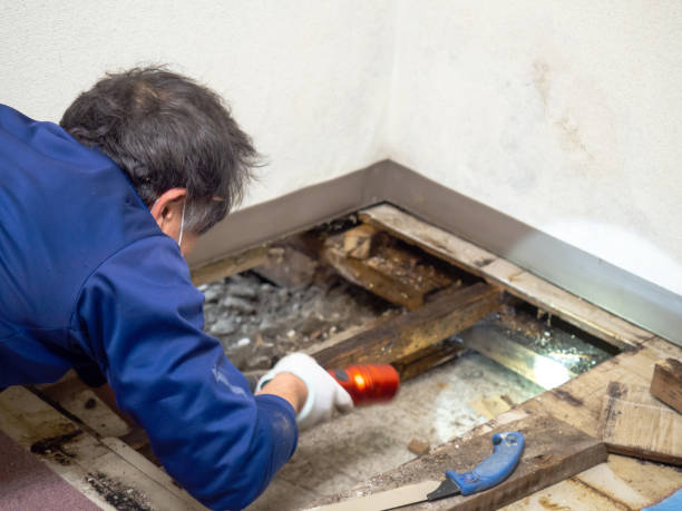 Best White Mold Remediation in East Grand Forks, MN