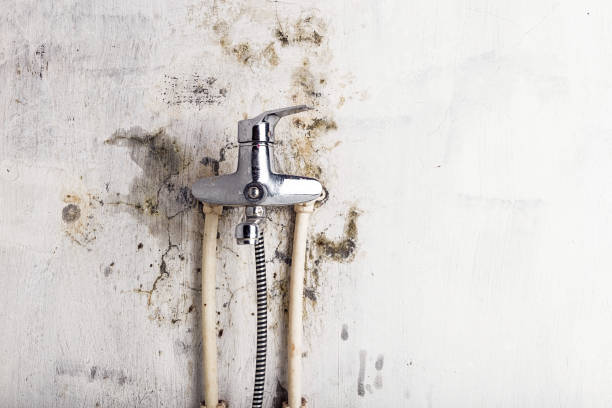 Best Basement Mold Remediation in East Grand Forks, MN