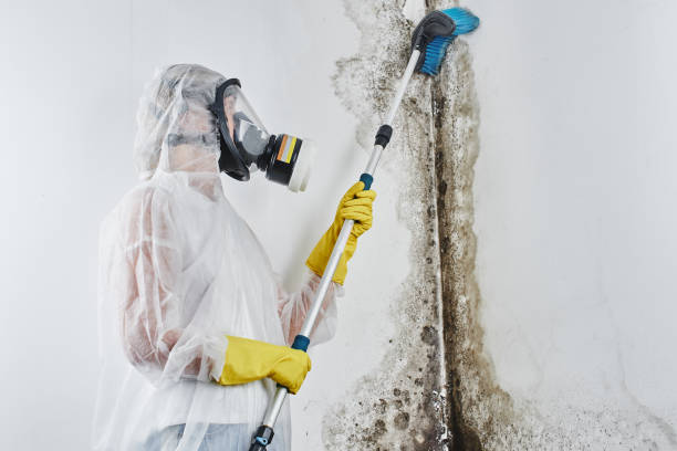 Best Insurance-Related Mold Remediation in East Grand Forks, MN