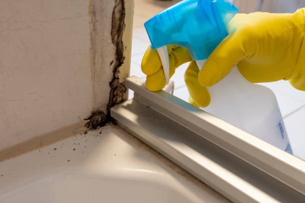 Best Industrial Mold Remediation in East Grand Forks, MN