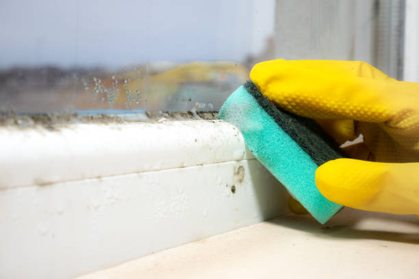 Best Kitchen Mold Remediation in East Grand Forks, MN