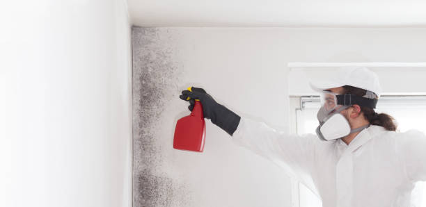 Best Crawl Space Mold Remediation in East Grand Forks, MN
