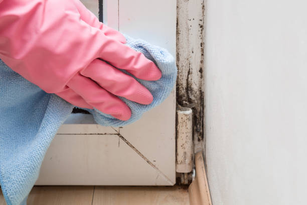 Best Black Mold Remediation in East Grand Forks, MN