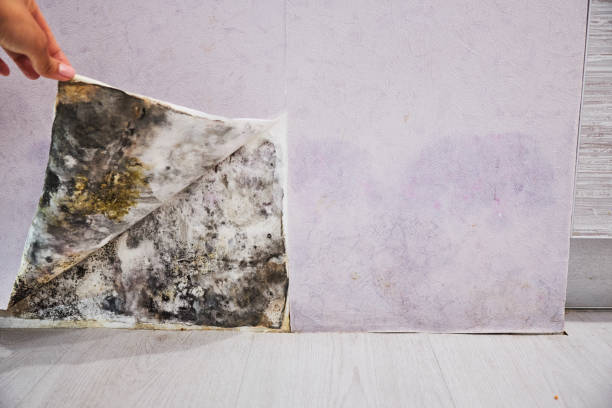 Best Post-Flood Mold Remediation in East Grand Forks, MN
